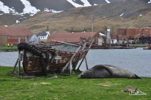 Elefante-marinho descansa em Grytviken, na Geórgia do Sul